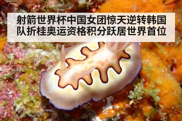 射箭世界杯中国女团惊天逆转韩国队折桂奥运资格积分跃居世界首位